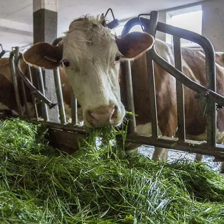 Stiedlbauerhof Gospodarstwo agroturystyczne Seeham