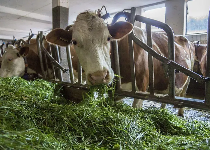 Stiedlbauerhof Κατάλυμα σε φάρμα Seeham